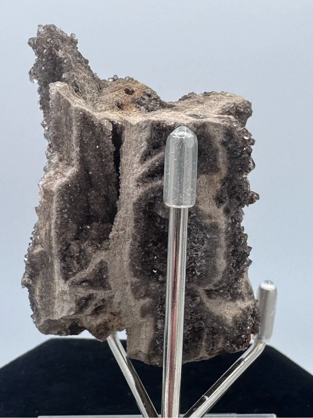 Petrified Wood Druzy Display - Brown Sparkling Crystal Brilliant Alabama